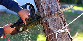 Tree and Shrub Care in Waupun, WI