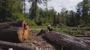 Best Tree Health Inspection  in Waupun, WI