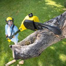 Best Stump Grinding and Removal  in Waupun, WI