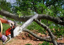 How Our Tree Care Process Works  in  Waupun, WI