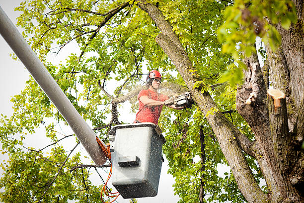 Best Lawn Pest Prevention  in Waupun, WI